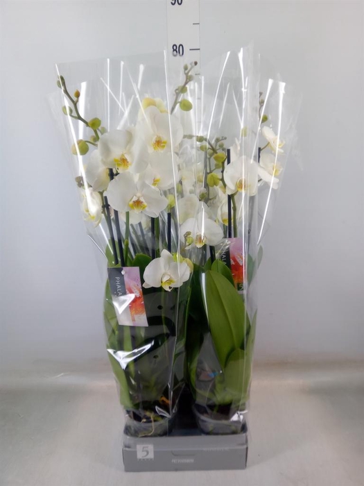 <h4>Phalaenopsis  'Ant Nottingham'</h4>