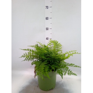 Asplenium 'Parvati'