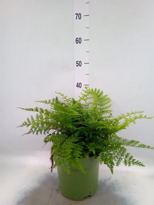 <h4>Asplenium  'Parvati'</h4>