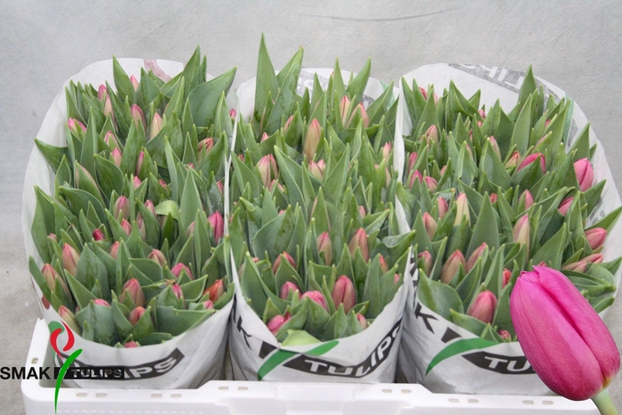 <h4>TU EN ACE PINK</h4>