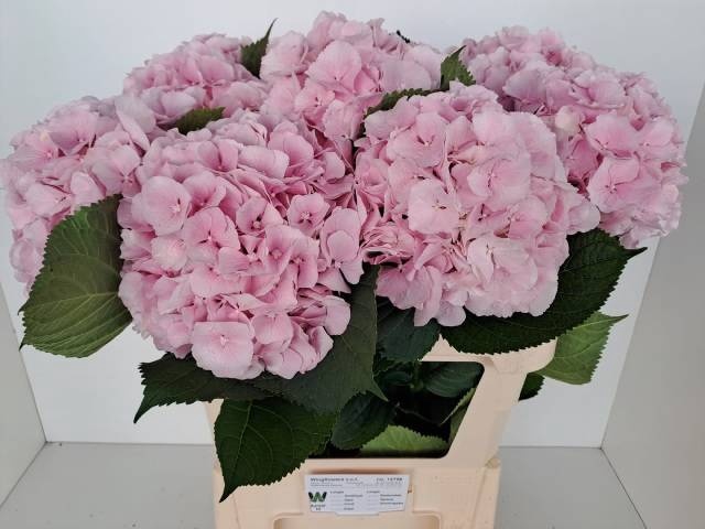 <h4>HYDR M CH VERENA</h4>