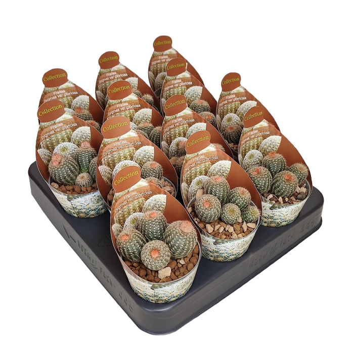 <h4>CACTUS OV</h4>
