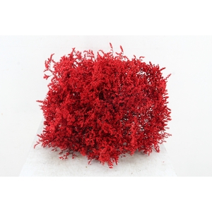 DF Gonio Tat. Bs Red.15pc