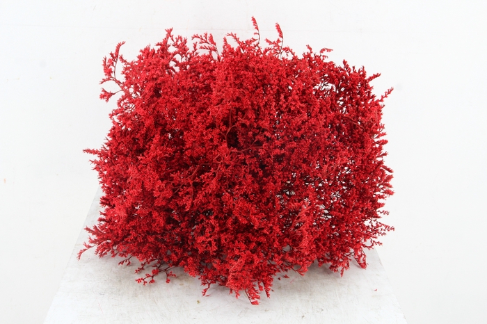 <h4>DF Gonio Tat. Bs Red.15pc</h4>