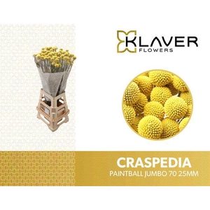 Craspedia Paintball Jumbo Klaver