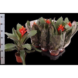 ** Aech Pe Elegant Flam * Autumn Promo *