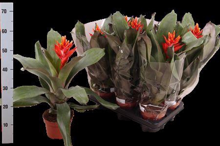 <h4>Aech Pe Elegant Flam</h4>