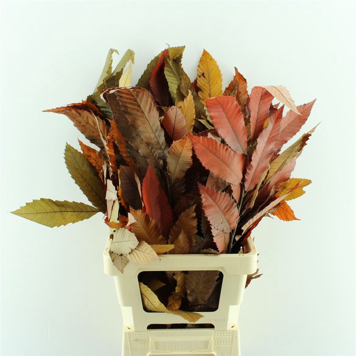 Beukenblad Herfst Gepreserveerd