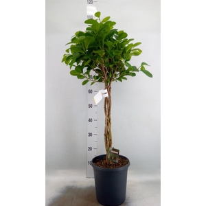 Ficus microcarpa 'Moclame'