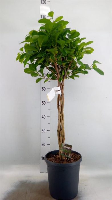 <h4>Ficus microcarpa 'Moclame'</h4>