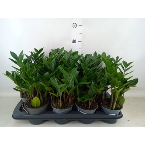 Zamioculcas zamiifolia
