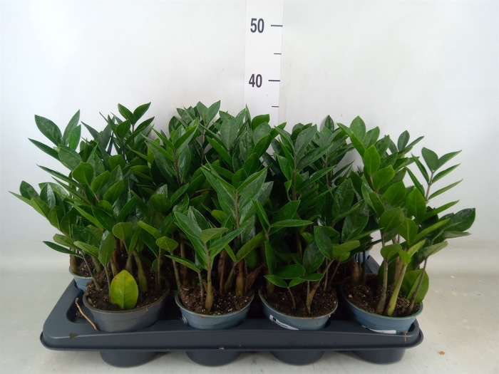 <h4>Zamioculcas zamiifolia</h4>
