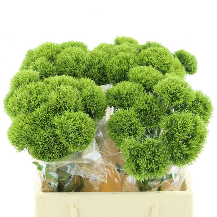 <h4>Di Barb Kiwi Mellow</h4>