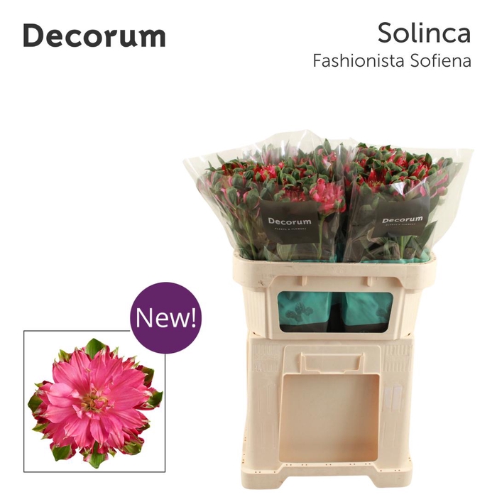 <h4>ALSTR FASH SOFIENA Decorum</h4>