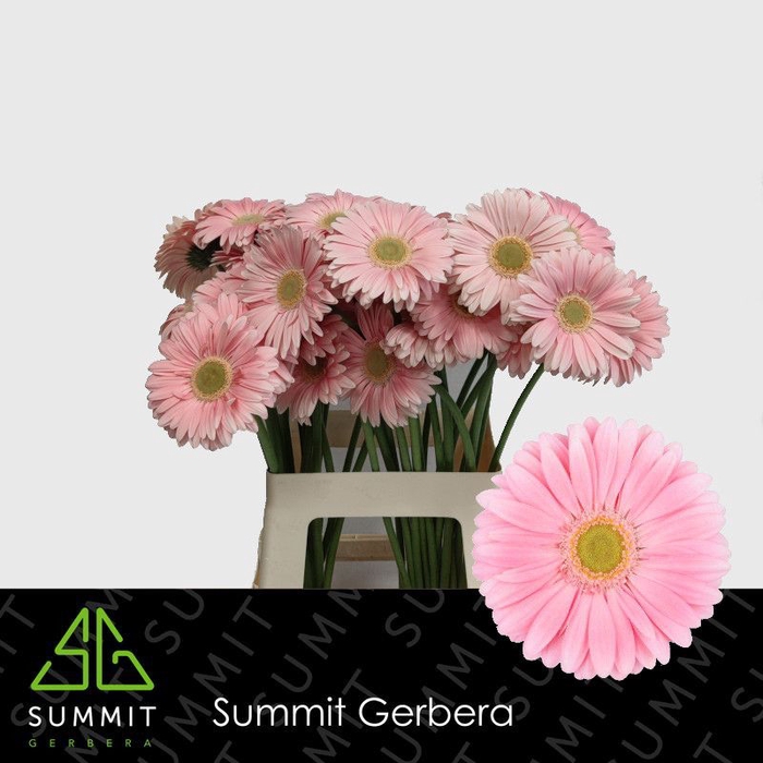 <h4>Gerbera Plot Water</h4>