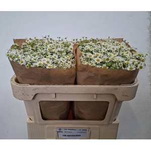 TANA PA SINGLE VEGMO