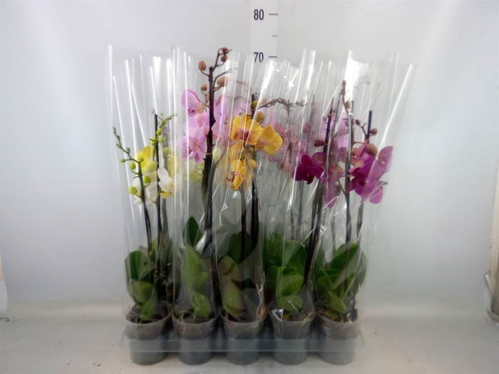 <h4>Phalaenopsis   ...mix  5</h4>