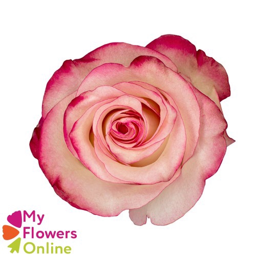 <h4>R Gr Paloma Bicolor 50cm EC</h4>
