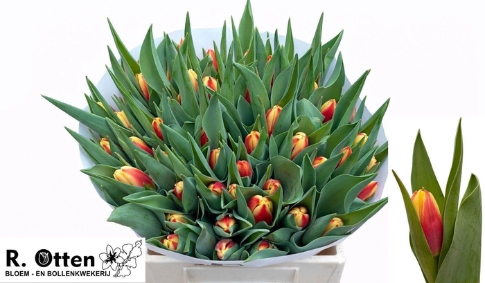 <h4>TU EN GO MAX</h4>