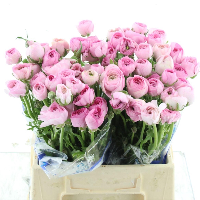 <h4>Ran Su Lady Parodi</h4>