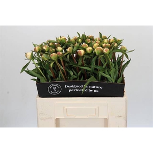 Paeonia duchess de nemours