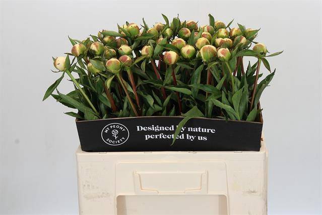 <h4>Paeonia duchess de nemours</h4>
