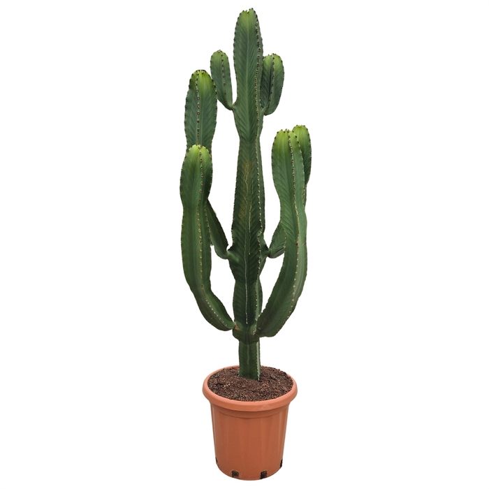 <h4>Euphorbia ingens</h4>