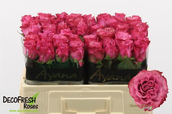 <h4>R Gr Country Blues</h4>