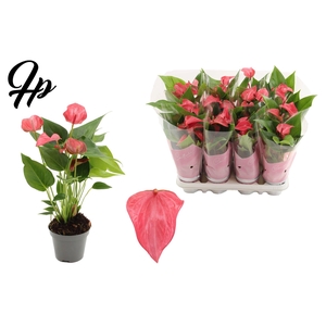 Anthurium 9 cm Romantico in Couture sleeve