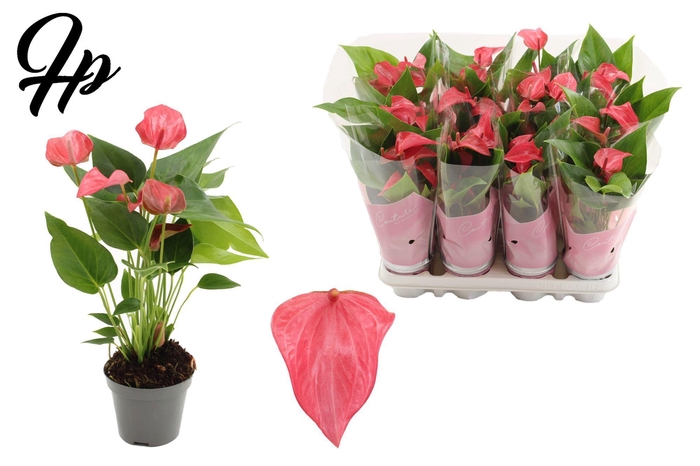 <h4>Anthurium 9 cm Romantico in Couture sleeve</h4>