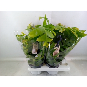Epiphyllum   ...