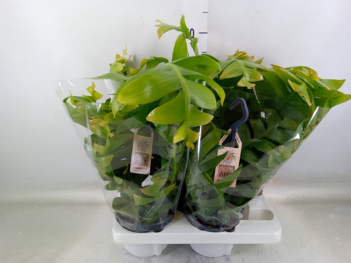 <h4>Epiphyllum   ...</h4>
