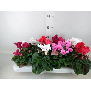 Cyclamen MD 'Merengue'