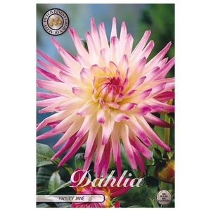 Dahlia Hayley Jane x1