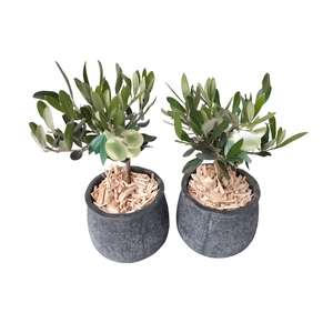 Arr.   Tuinplanten L%