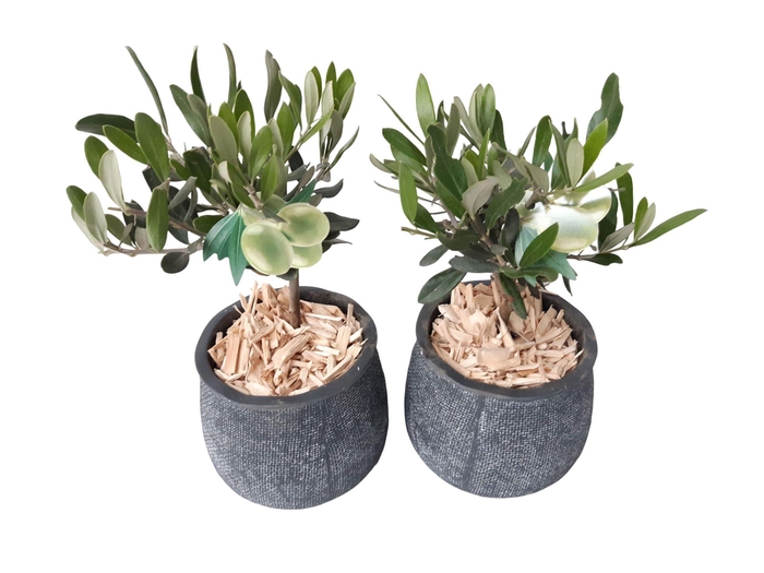 <h4>Arr.   Tuinplanten L%</h4>