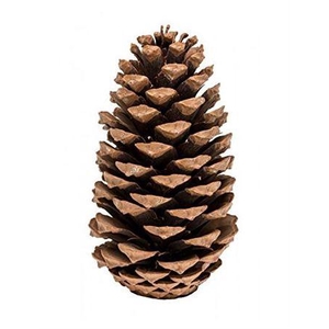 Pinecone Maritima L20