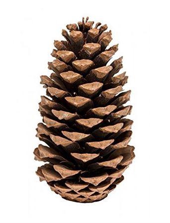 Pinecone Maritima L20