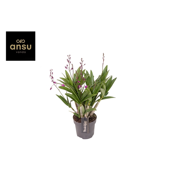 <h4>Dendrobium Berry Oda 12+</h4>