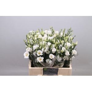 EUS E PICCO WHITE