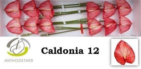 <h4>Anth A Caldonia</h4>
