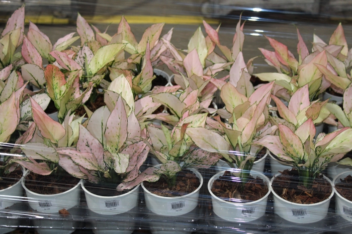 <h4>AGLAONEMA VARIADA P12</h4>