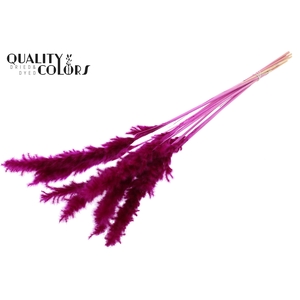 Fluffy Pampas 10pc/bunch Bleached Lilac