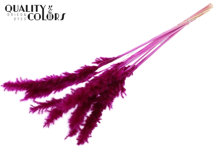 Fluffy Pampas 10pc/bunch Bleached Lilac