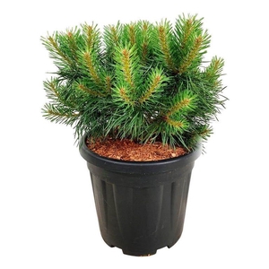 Pinus sylv. 'Blue Pearl' ®