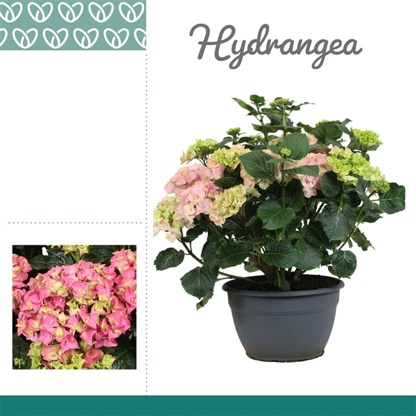Hydrangea roze