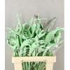 Df Strelitzia Leaf Mint Green