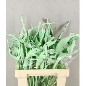 Df Strelitzia Leaf Mint Green