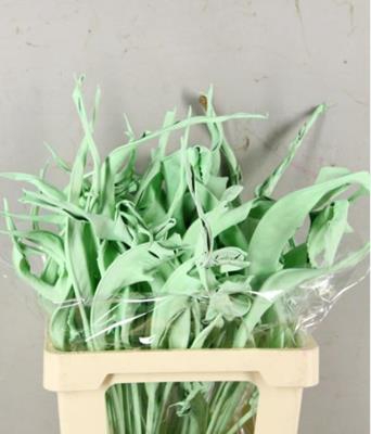 Df Strelitzia Leaf Mint Green