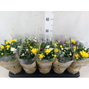 Chrysanthemum  'Da Vinci'  ...mix p